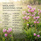 75 Pcs Midland Shooting Star Seeds, Non-GMO Heirloom Flowers for Shade, Vigorous Growth, Low Maintenance Displays