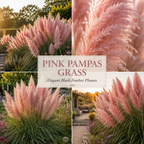 200 White Pampas Grass Seeds, High Germination Ornamental Grass for Planting, Robust Low Maintenance Tall Plumes for Sunlit Landscapes