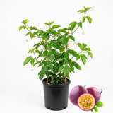 Passionfruit Tree Live Plant, Sturdy 1 Gallon Potted Edible Fruit Plant Starter, High-Vigor Tropical Vine for Home Landscapes, Resilient Trellis Plant for Sweet Fruits (No Ship to CA, HI, AK)