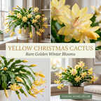 Orange Christmas Cactus Plant, 5-6 Inch Tall, Winter Blooming Succulent Starter for Home Décor, Low Maintenance Plant for Bright Indoor Spaces and Holiday Gifts