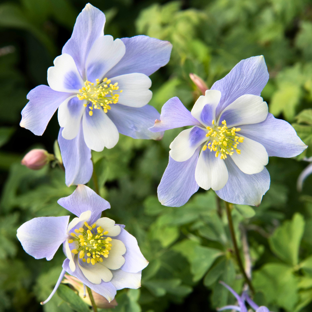 200 Pcs Blue Columbine Seeds Perennial, Heirloom Bi-Color Floral for Planting, Robust Fast-Growing Perennials for Partial Sun Gardens