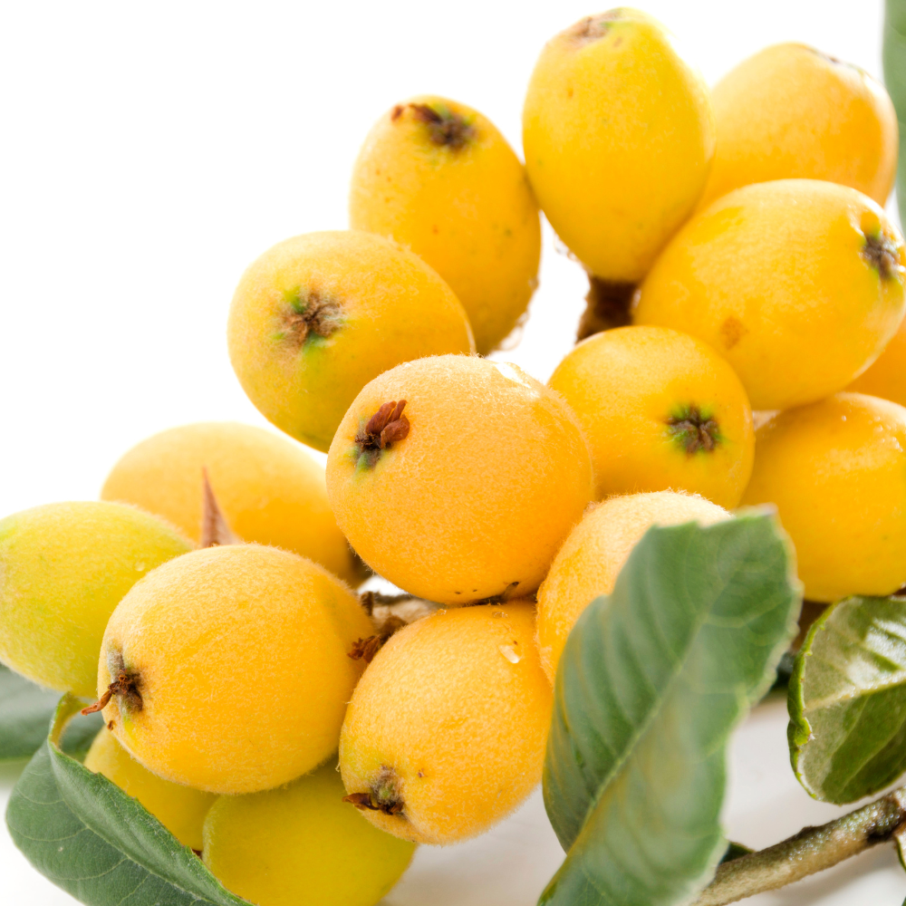 (No Ship to CA,HI,AK) Loquat Tree Live Plant, 3 Gallon Pot, Vigorous Evergreen Plant for Edible Landscapes, Sturdy Subtropical Shade Tree for Sweet Spring Fruits & Fragrant Winter Blossoms