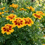 600 Pcs French Marigold Seeds, Non-GMO Heirloom Dainty Marietta Flowers for Patios, Vigorous Growth, Low Maintenance Border Displays