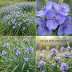 300 Pcs Ohio Spiderwort Seeds for Outdoors, Non-GMO Heirloom Flowers for Patios, Easy to Care Outdoor Décor, Low Maintenance Displays