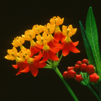 Milkweed Plants Live | Size 4 Inch Tall | Bright Spring Blooms, Upright Growth for Garden Beds & Butterfly Gardens | Easy to Grow