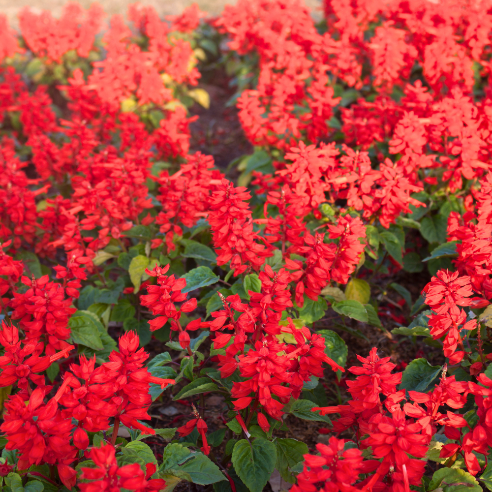 300 Pcs Scarlet Sage Perennial Seeds, Vigorous, Heat-Tolerant Plants, Grow Robust Red Tubular Blooms for Outdoor Landscapes