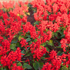 300 Pcs Scarlet Sage Perennial Seeds, Vigorous, Heat-Tolerant Plants, Grow Robust Red Tubular Blooms for Outdoor Landscapes