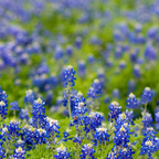 100 Pcs Texas Bluebonnet Seeds, Heirloom Lupinus Texensis for Planting, Fast-Growing Wildflowers for Bright Sunlit Gardens