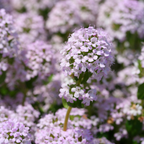 500 Pcs Creeping Thyme Seeds, Vigorous Heirloom Purple Floral Cover for Planting, Fast-Growing Perennial Plants for Bright Sunlit Yards