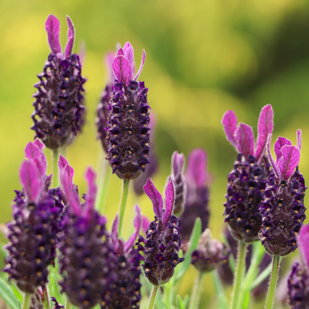 3 English Lavender Lavandula Angustifolia Plants, 3-Inch Pot, Compact Aromatic Perennial for Modern Landscape and Container Gardening