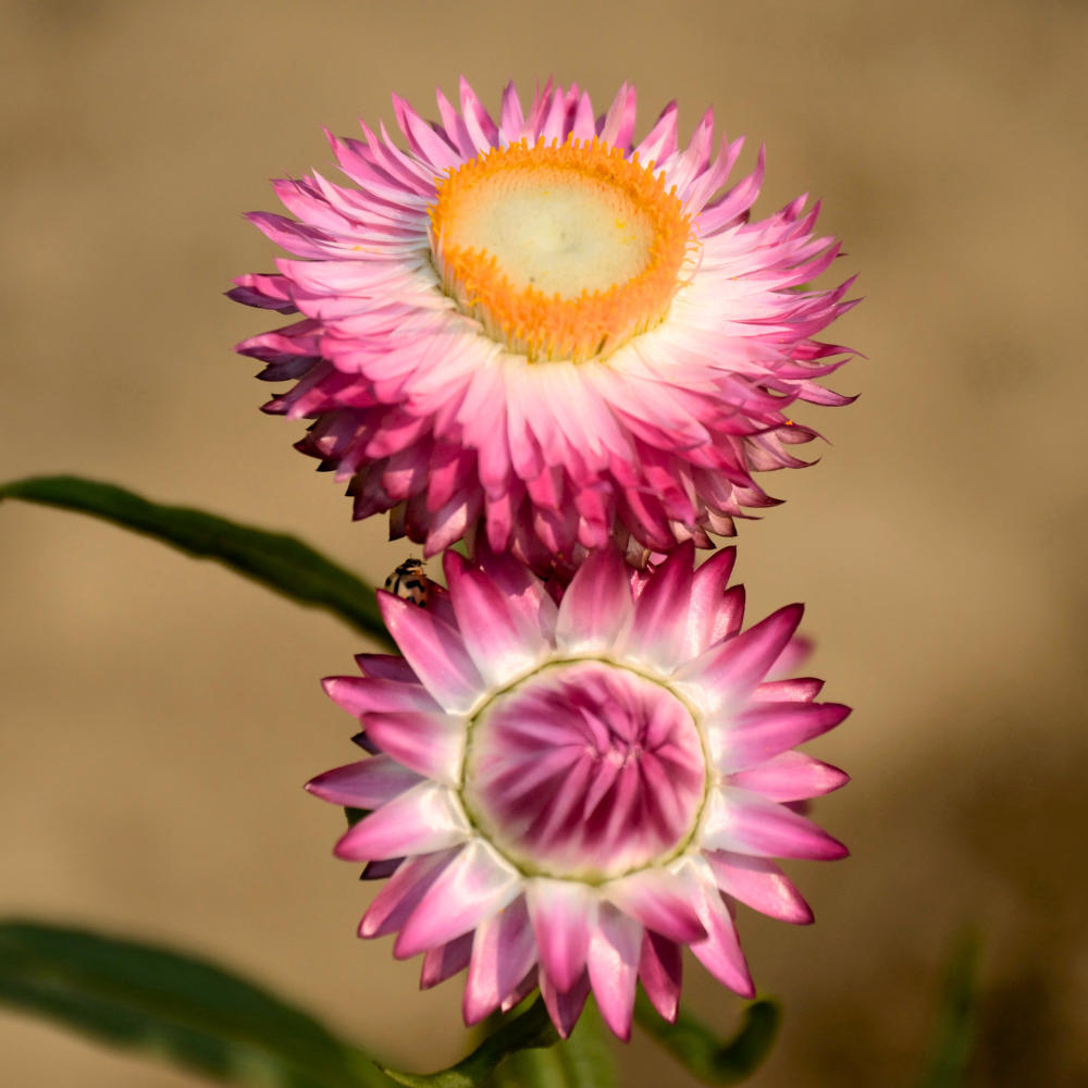 75 Pcs Silver Rose Strawflower Seeds, Vigorous, Heat-Tolerant Plants, Grow Robust Papery Blooms for Outdoor Landscapes