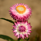 75 Pcs Silver Rose Strawflower Seeds, Vigorous, Heat-Tolerant Plants, Grow Robust Papery Blooms for Outdoor Landscapes