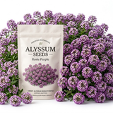 4500 Sweet Alyssum Seeds for Planting Outdoors, Sturdy Rosie Purple Heirloom, Vigorous Ground Cover Yielding Striking Blooms for Balconies