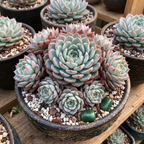 3 Echeveria Minima Succulents Live Plants, Echeveria Succulent Plant in 4 Inch Pot, Low Maintance, Unique Collections for Beginners
