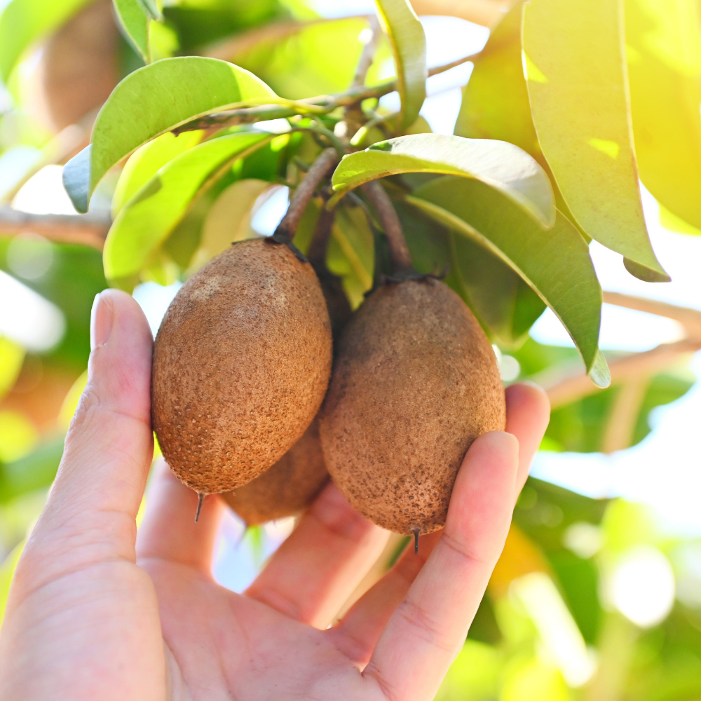 (No Ship to CA,HI,AK) Sapodilla Live Fruit Tree | Anola Sapodilla Fruit Seedling | 30-36 Inches Tall in 3 Gallons Pot | Tropical Fruit Plan for Planting Outdoor