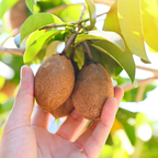 (No Ship to CA,HI,AK) Sapodilla Live Fruit Tree | Anola Sapodilla Fruit Seedling | 30-36 Inches Tall in 3 Gallons Pot | Tropical Fruit Plan for Planting Outdoor