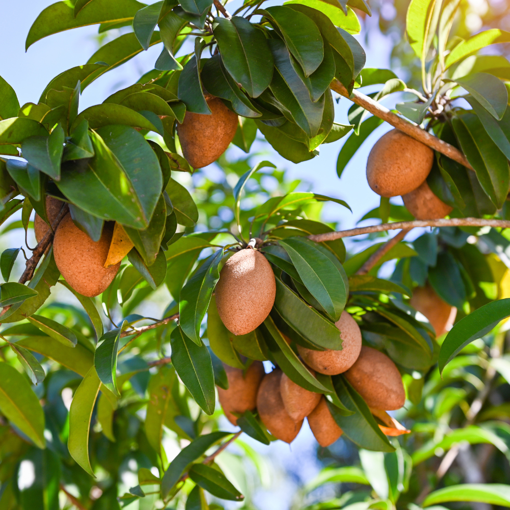 (No Ship to CA,HI,AK) Sapodilla Live Fruit Tree | Anola Sapodilla Fruit Seedling | 30-36 Inches Tall in 3 Gallons Pot | Tropical Fruit Plan for Planting Outdoor