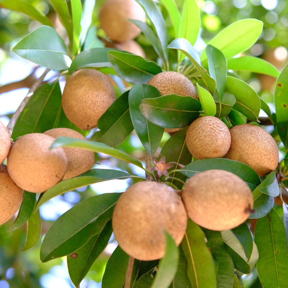 (No Ship to CA,HI,AK) Sapodilla Live Fruit Tree | Anola Sapodilla Fruit Seedling | 30-36 Inches Tall in 3 Gallons Pot | Tropical Fruit Plan for Planting Outdoor