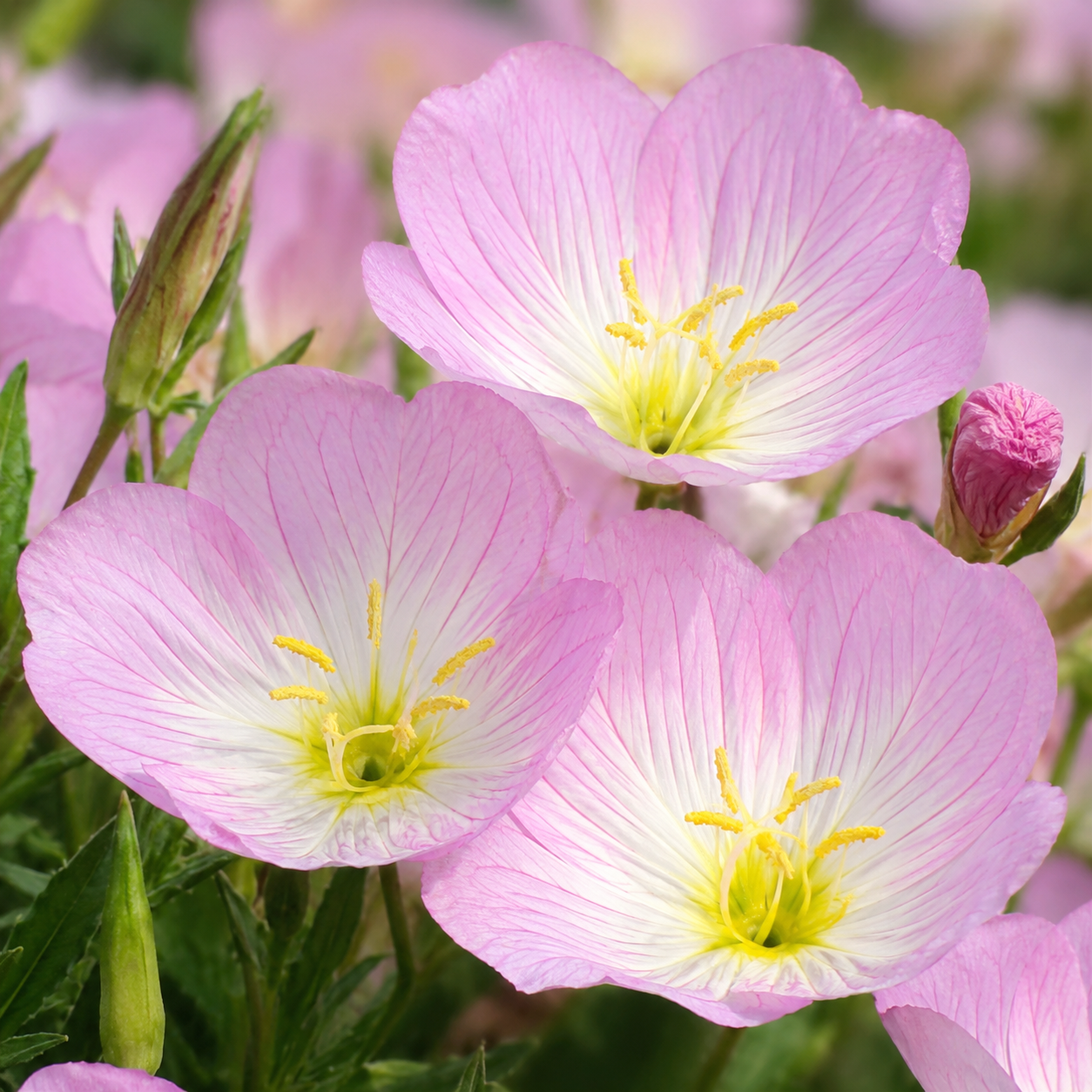 1500 Showy Evening Primrose Seeds for Planting, Non GMO, Heirloom, Fragrant Soft Pink Wildflower Seeds, Ideal for Gardens & Landscaping