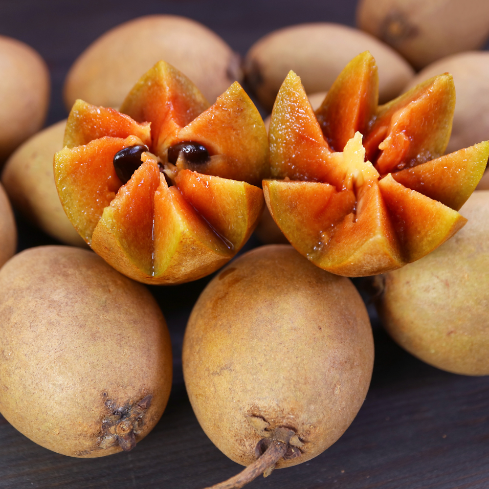 (No Ship to CA,HI,AK) Sapodilla Live Fruit Tree | Anola Sapodilla Fruit Seedling | 30-36 Inches Tall in 3 Gallons Pot | Tropical Fruit Plan for Planting Outdoor