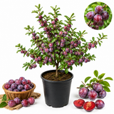 Methley Japanese Plum Tree Live Plant, 3 Feet Tall, Fast Growing Plumtree Fruit Trees Live Plants for Patio and Landscape (No Ship to CA, HI, AK)