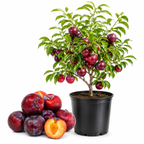 Santa Rosa Plum Tree Live Plant, 3 Gallon Pot - 3 Ft Tall, Easy Care, Fragrant Juicy Red Fruit, Perfect for Home Orchards and Patio (No Ship to CA, HI, AK)