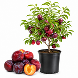 Santa Rosa Plum Tree Live Plant, 3 Gallon Pot - 3 Ft Tall, Easy Care, Fragrant Juicy Red Fruit, Perfect for Home Orchards and Patio (No Ship to CA, HI, AK)
