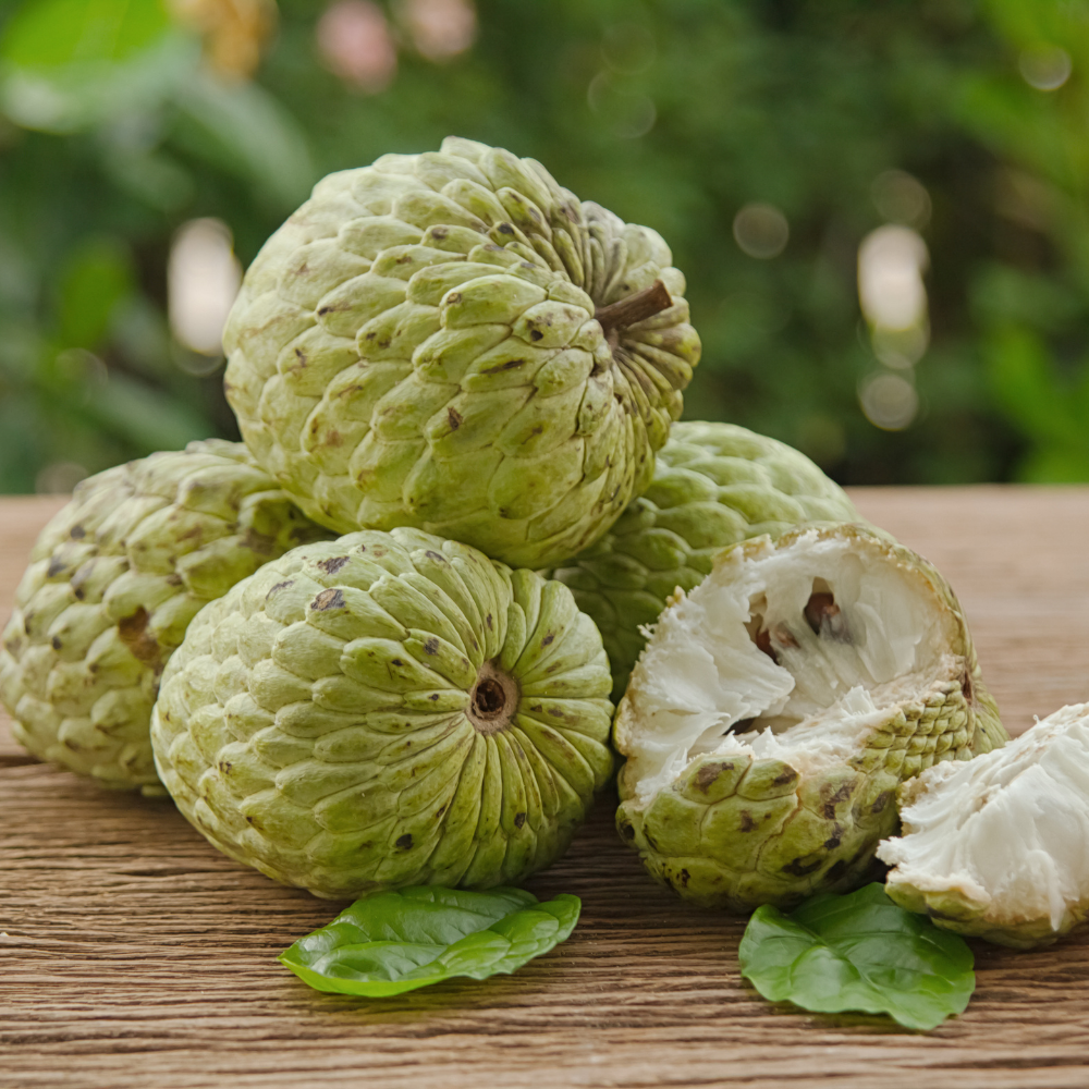 (No Ship to CA,HI,AK) Green Sugar Apple Tree Live Plant in 1 Gallon Pot | Tropical Annona Squamosa Custard Apple Tree | 16-24 Inches Tall | Well Rooted | Easy to Grow | Live Plant