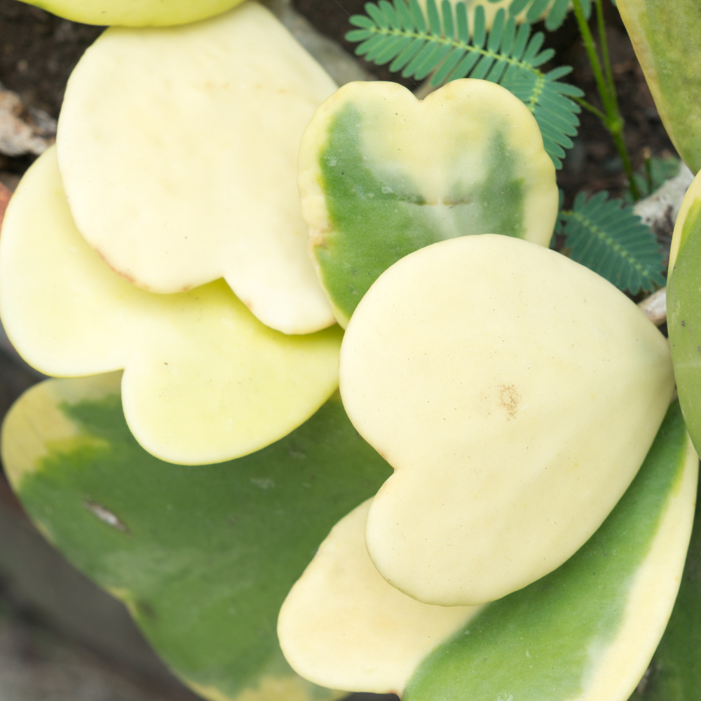 Variegated Hoya Kerrii Plant Live, 2" Pot, Easy Care Indoor Greenery, Two-Tone Heart Foliage for Home Decor and Small Spaces
