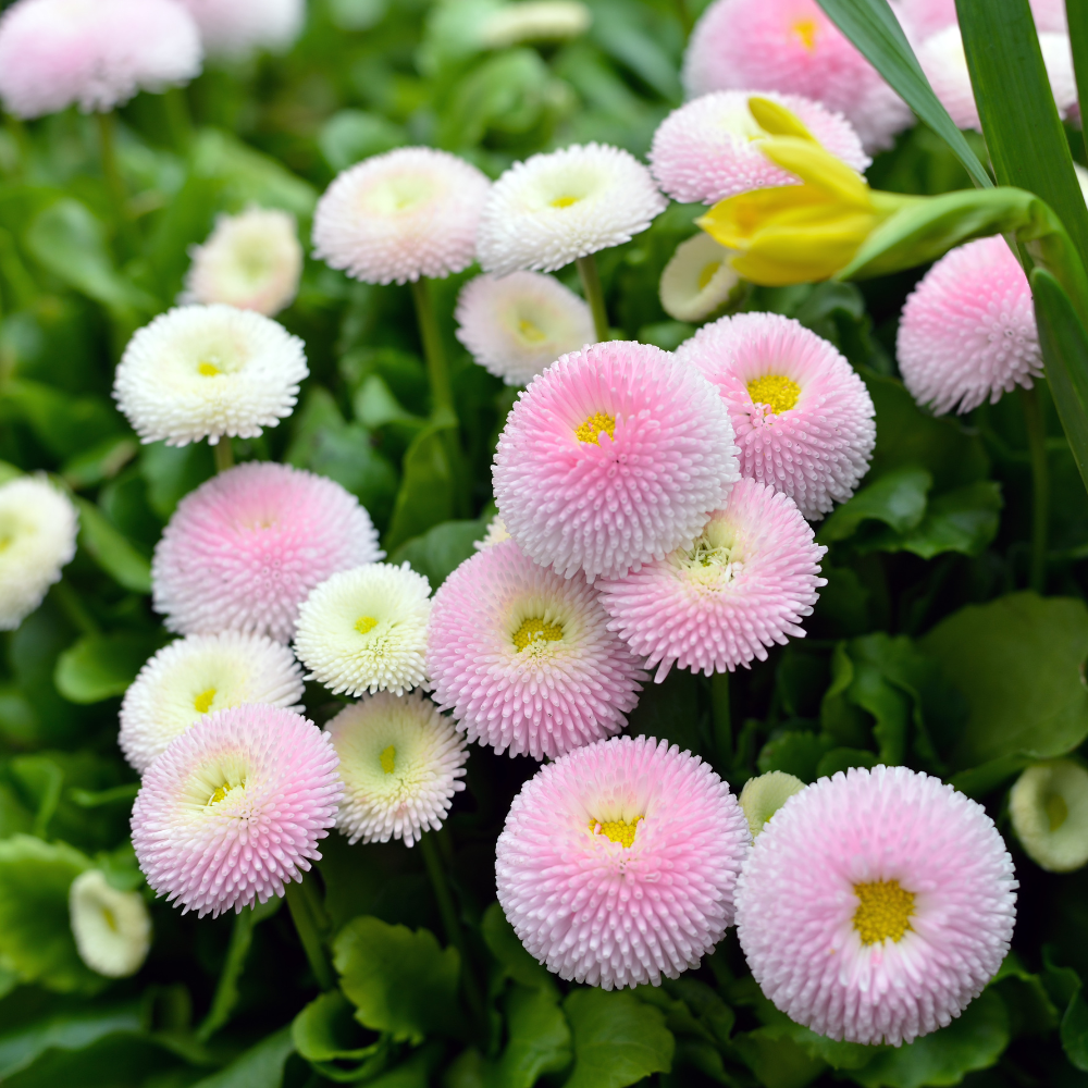 900 Pcs English Daisy Seeds Mixed for Outdoors, Non-GMO Heirloom Flowers for Patios, Easy to Care Outdoor Yard Decor