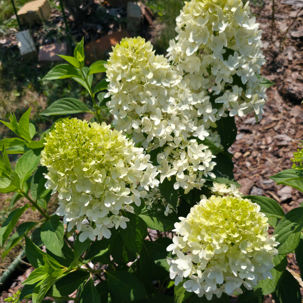 Limelight Hydrangea Live Flowering Plant | Quart Pot | Cold-Hardy Panicle Shrub with Lime-Green Blooms | Well-Rooted Ornamental Garden Plant