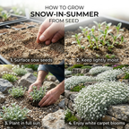 1000 Pcs Snow in Summer Seeds for Planting Outdoors, Grow Robust, Easy to Care Creeping White Flowers for Yard Borders