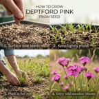 300 Pcs Deptford Pink Seeds for Outdoors, Adaptable Heirloom Dianthus Armeria Wildflower, Low Maintenance Meadow Displays