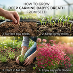 300 Pcs Carmine Baby's Breath Seeds Perennial for Outdoors, Easy to Care Outdoor Yard Floral Décor, Low Maintenance Displays