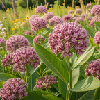 100 Common Milkweed Seeds for Planting Outdoors, Grow Robust, Easy to Care Delicate Pink Flowers for Monarchs & Yard Borders