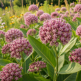 100 Common Milkweed Seeds for Planting Outdoors, Grow Robust, Easy to Care Delicate Pink Flowers for Monarchs & Yard Borders
