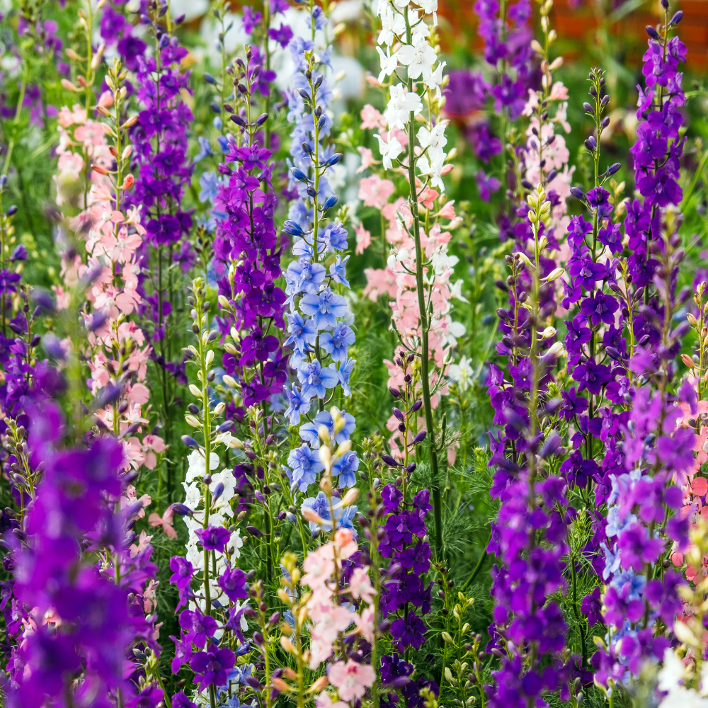 750 Larkspur Giant Imperial Mix Seeds for Planting, Stunning Cold-Hardy Non-GMO Floral Blooms for Outdoor Gardens, Sturdy Growth with Striking Colors