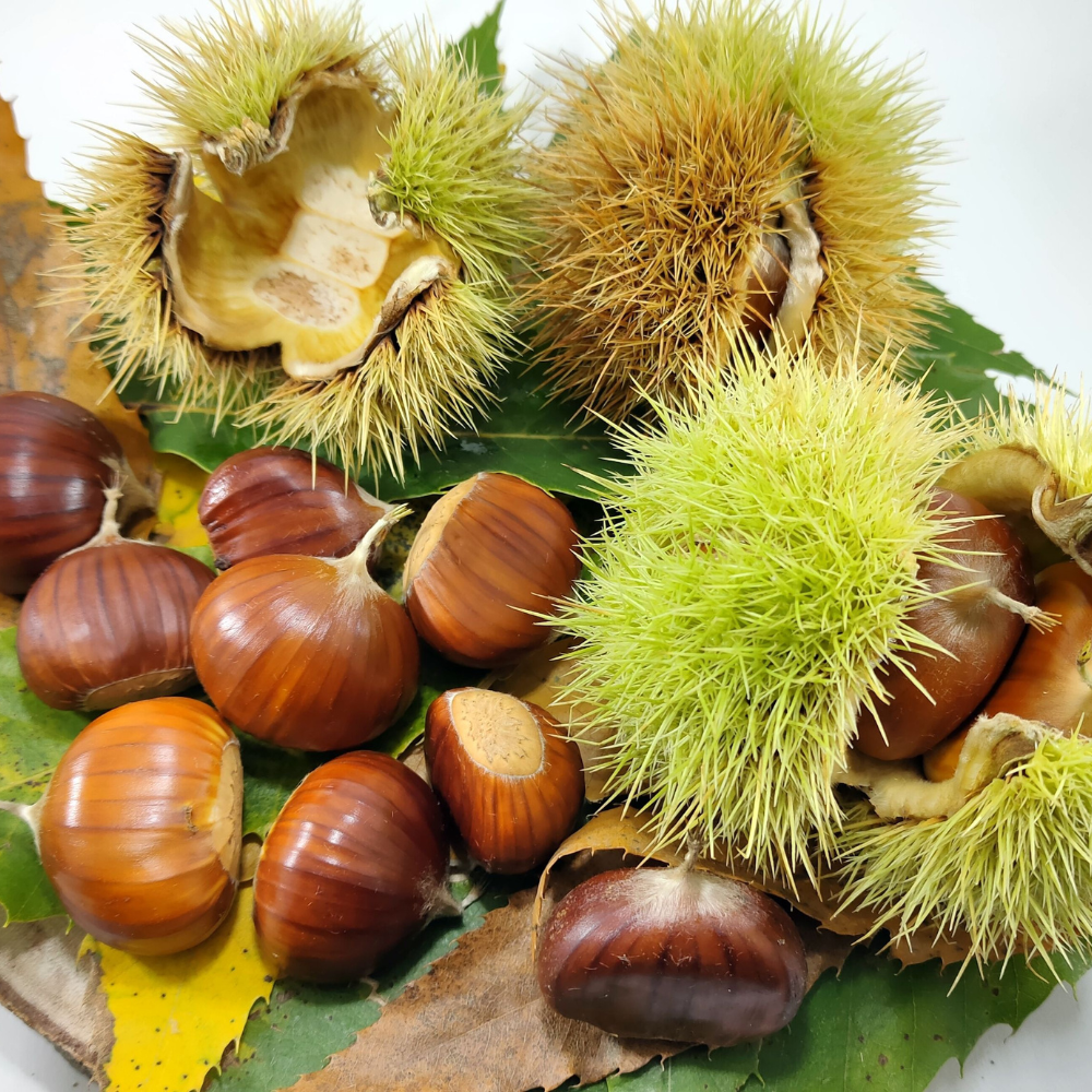 Chinese Chestnut Tree Live Plant, 3 Gallon Potted Edible Nut Tree Starter, High-Vigor Cold-Hardy Plant for Home Landscapes, Blight-Resistant Shade Tree for Backyard Orchards