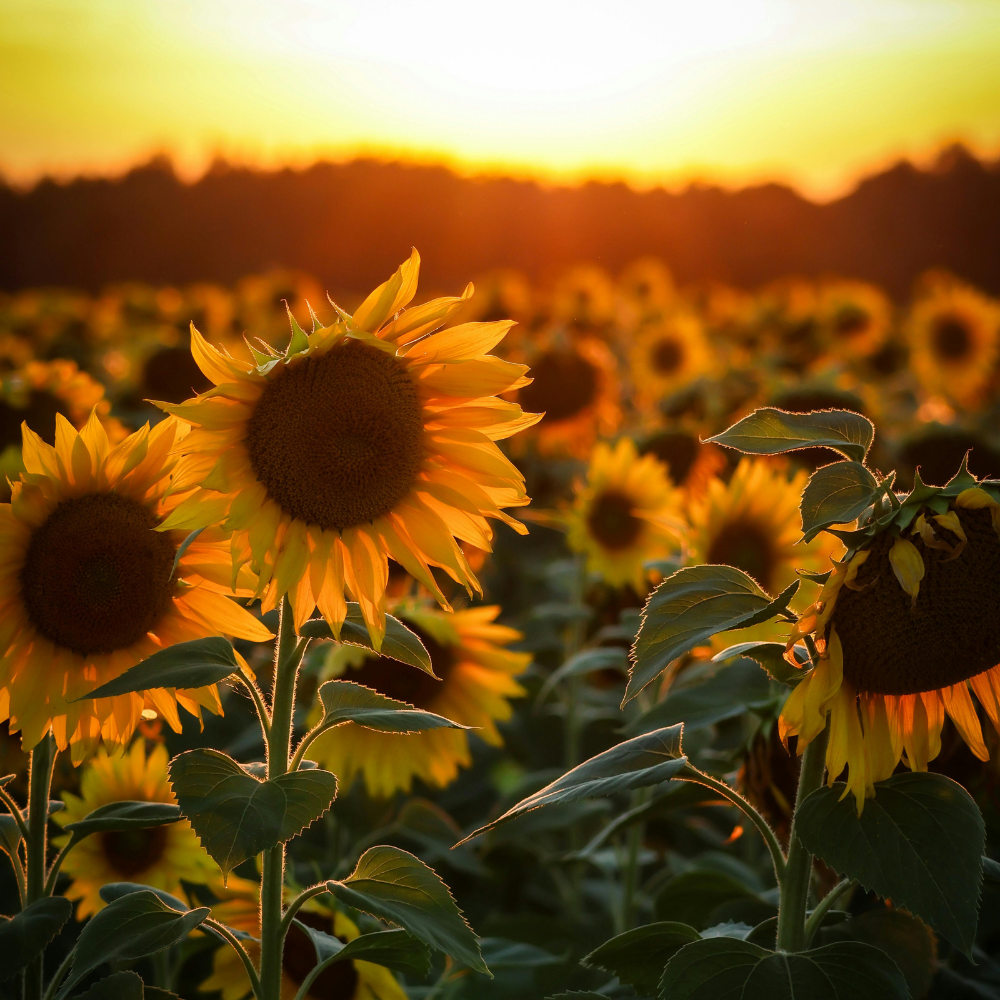 50 Pcs Autumn Beauty Sunflower Seeds, Heirloom Floral, Grow Robust Low Maintenance Tall Blooms, Easy to Care Outdoor Yard Border Decor