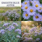 1500 Pcs Blue Aster Seeds for Planting, Stunning Cold-Hardy Non-GMO Floral Blooms for Outdoor Gardens, Sturdy Perennial Growth