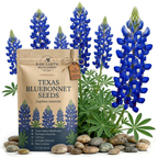 100 Pcs Texas Bluebonnet Seeds, Heirloom Lupinus Texensis for Planting, Fast-Growing Wildflowers for Bright Sunlit Gardens