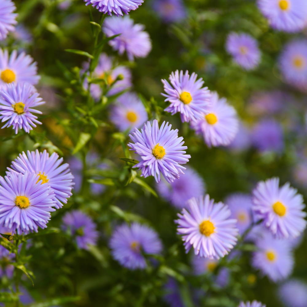 900 Pcs Aster Seeds Perennial for Planting, Non-GMO New England Aster Flowers, Lush Foliage & Bright Purple Flowers, Easy to Care Outdoor Yard Decor