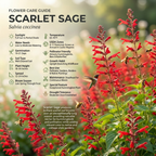 300 Pcs Scarlet Sage Perennial Seeds, Vigorous, Heat-Tolerant Plants, Grow Robust Red Tubular Blooms for Outdoor Landscapes