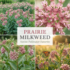 60 Pcs Prairie Milkweed Seeds for Planting Outdoors, Non-GMO Heirloom Perennial Seeds, Low Maintenance Cold-Hardy Pink Blooms for Yard Borders