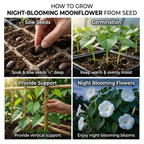30 Pcs Moon Flower Seeds for Planting Outdoors, Sturdy Climbing Vine Heirloom, Vigorous Flowers Yielding Striking Fragrant Blooms for Balconies