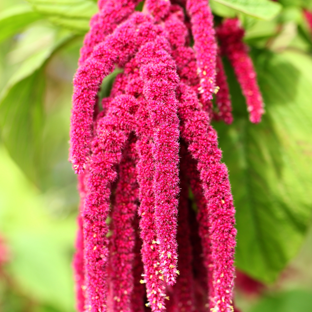 900 Pcs Love Lies Bleeding Amaranth Seeds for Planting, Robust Upright Stalks & Bright Drooping Red Flowers, Easy to Care Outdoor Yard Decor