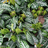 Snow White Zebra Plant, Live Aphelandra in 4 Inch Pot, Ideal for Modern Home Décor, Desk Displays & Plant Collections, Easy to Grow