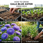 50 Pcs Gala Blue Aster Seeds,, Heirloom Perennial Flowers for Planting, Fast-Growing Plants for Bright Sunlit Gardens & Pollinators
