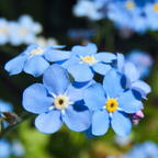 450 Pcs Heirloom Chinese Forget Me Not Seeds for Planting, Robust Lush Foliage & Bright Blue Flowers, Easy to Care Outdoor Yard Decor