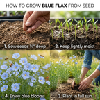 1050 Pcs Blue Flax Seeds, Cold-Hardy Plants, Grow Robust True Blue Blooms for Edging, Meadows & Outdoor Landscapes